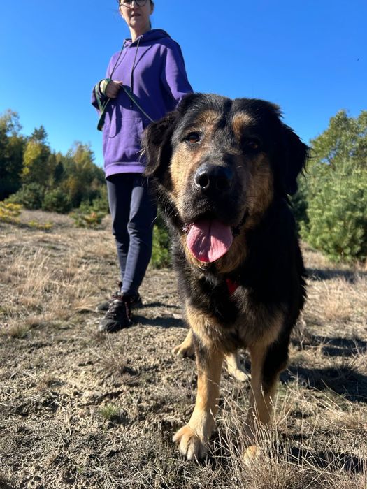 Klusię wyrzucono w lesie. Adoptuj, uratuj!