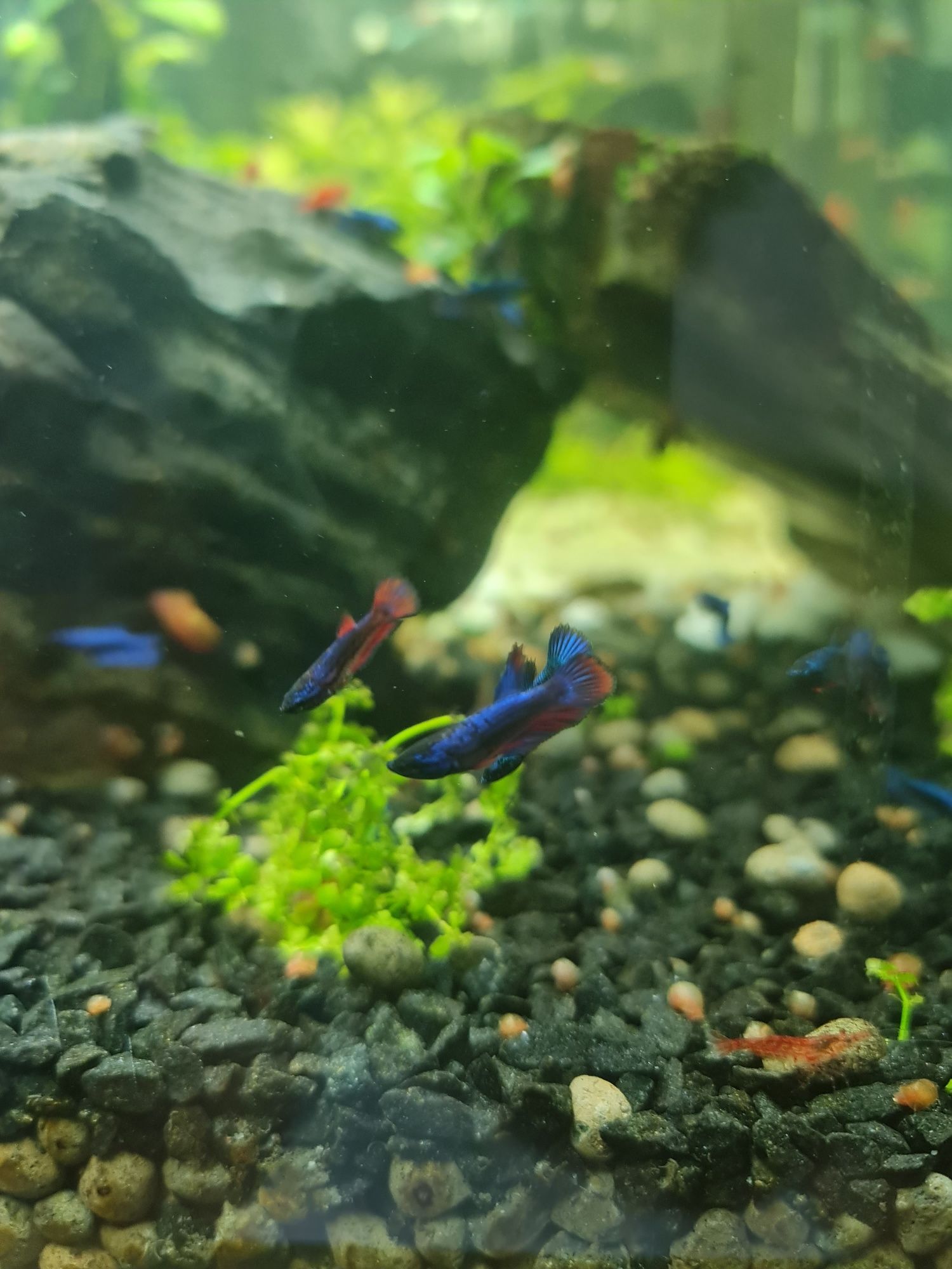 Betta crowntail betta splendens