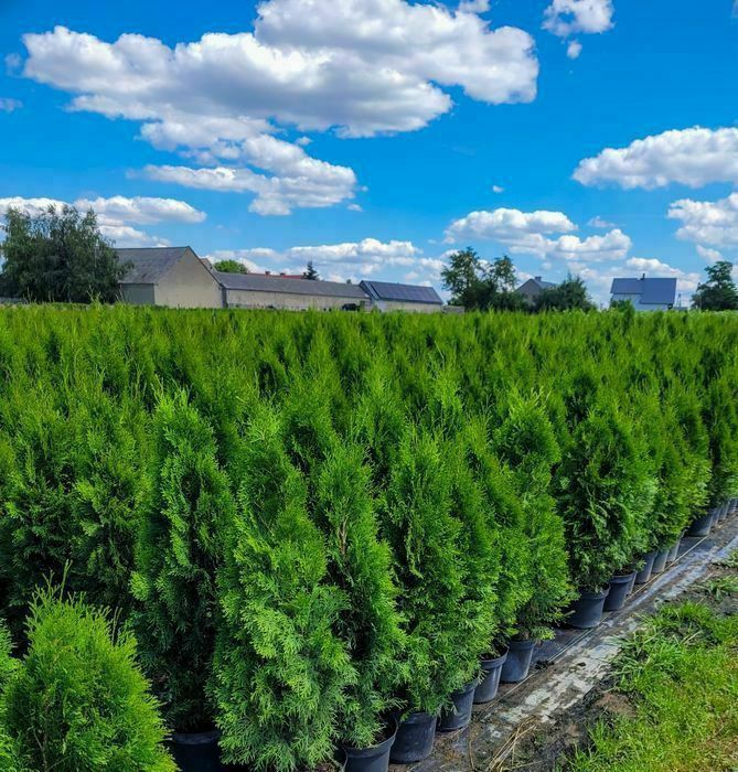 PROMOCJA! Tuja szmaragd 150cm!! Kompleksowe nasadzenia!