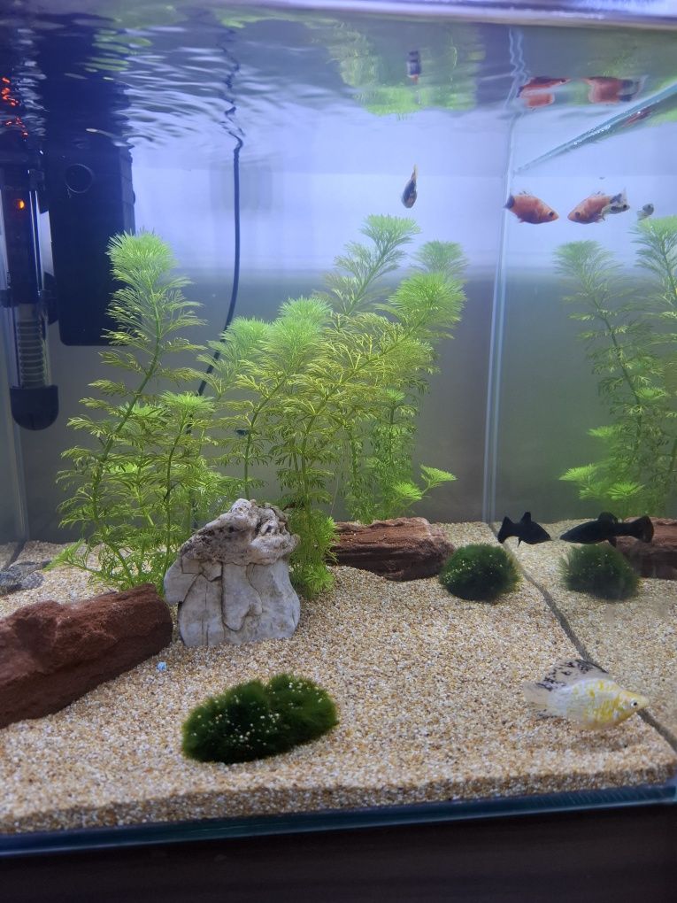 Aquario cubo como novo