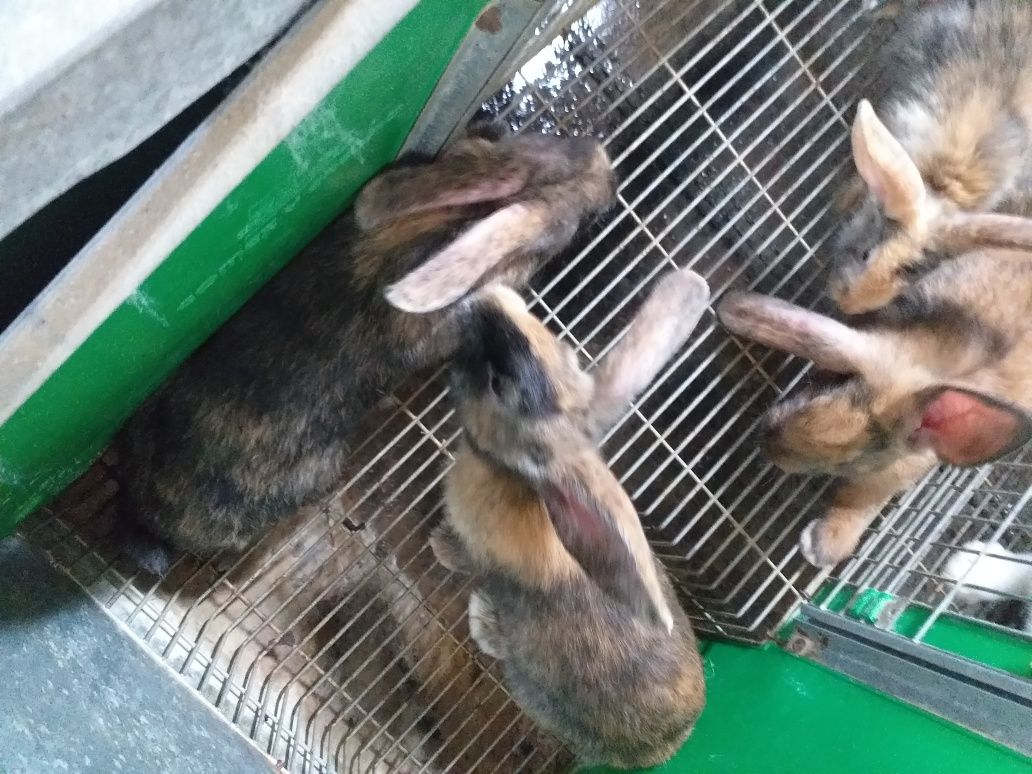 Coelhos tricolor