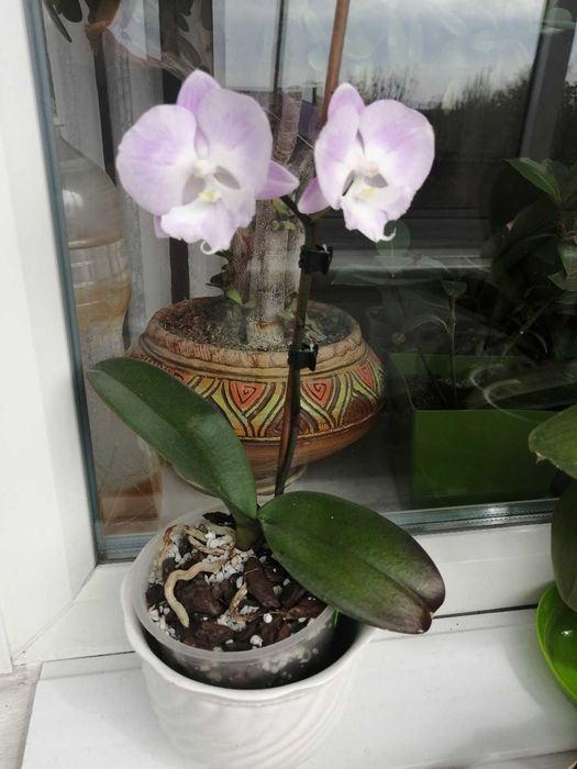 Орхидея Фаленопсис Jingle БИГ ЛИП