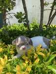 Chihuhaua. femea. Lilac top
