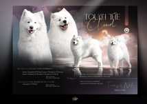 Samoyed szczenię ZkwP FCI