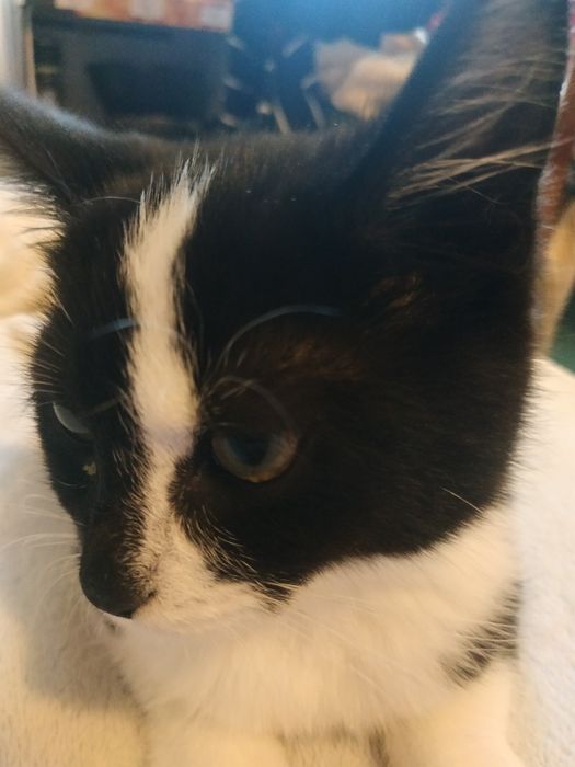 zostawiamy kociaka w dobrych rękach