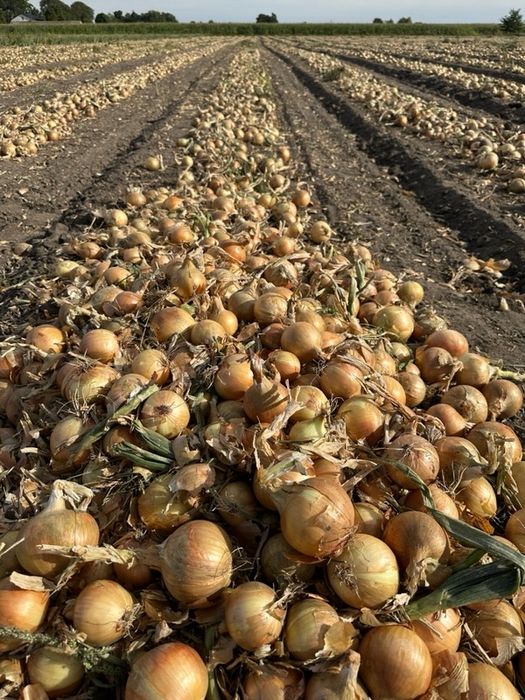 Sprzedam Cebule ze swieżych zbiorów