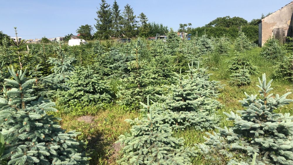 Choinki  Drzewo świerk jodła z gruntu