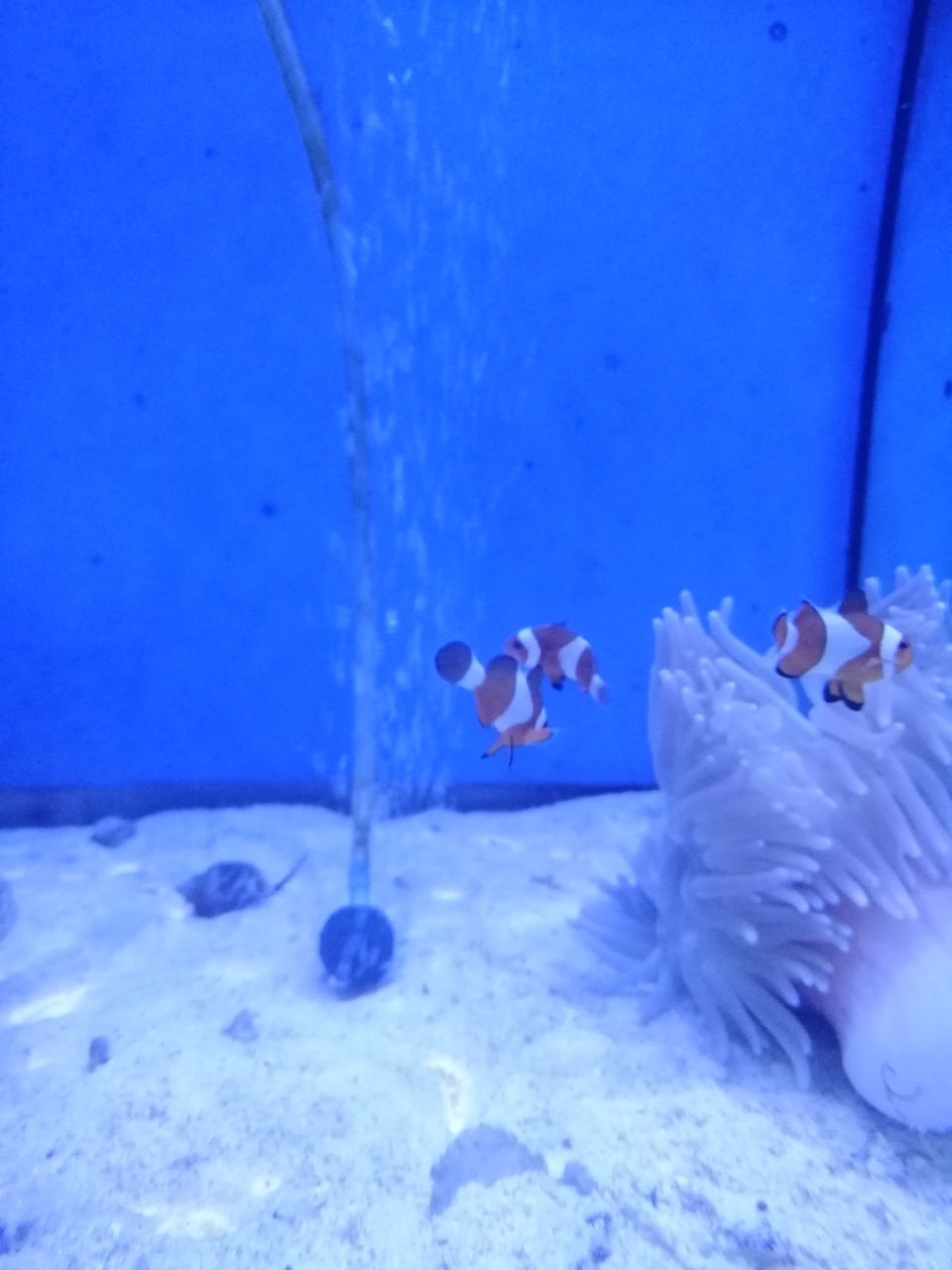 amphiprion ocellaris, akwarium morskie