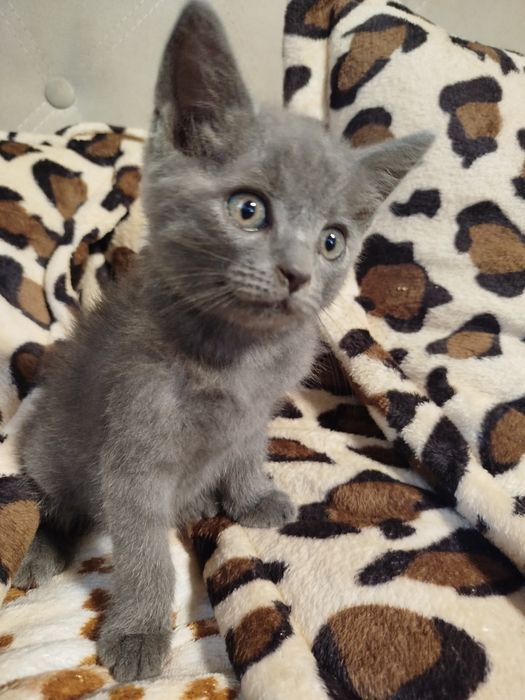 Шотландськая прямовухая.Масть Голубая