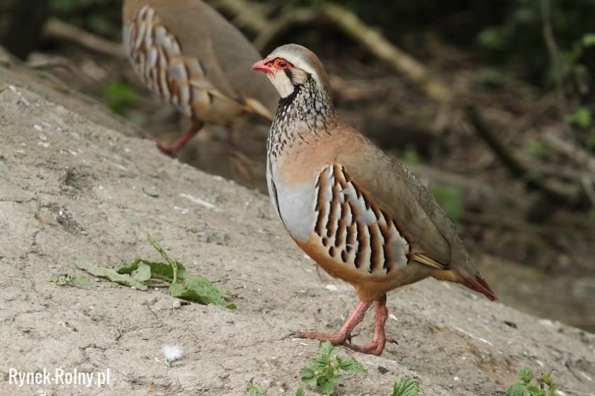 Kuropatwa kuropatwy czerwona skalna czerwone skalne guropatwa