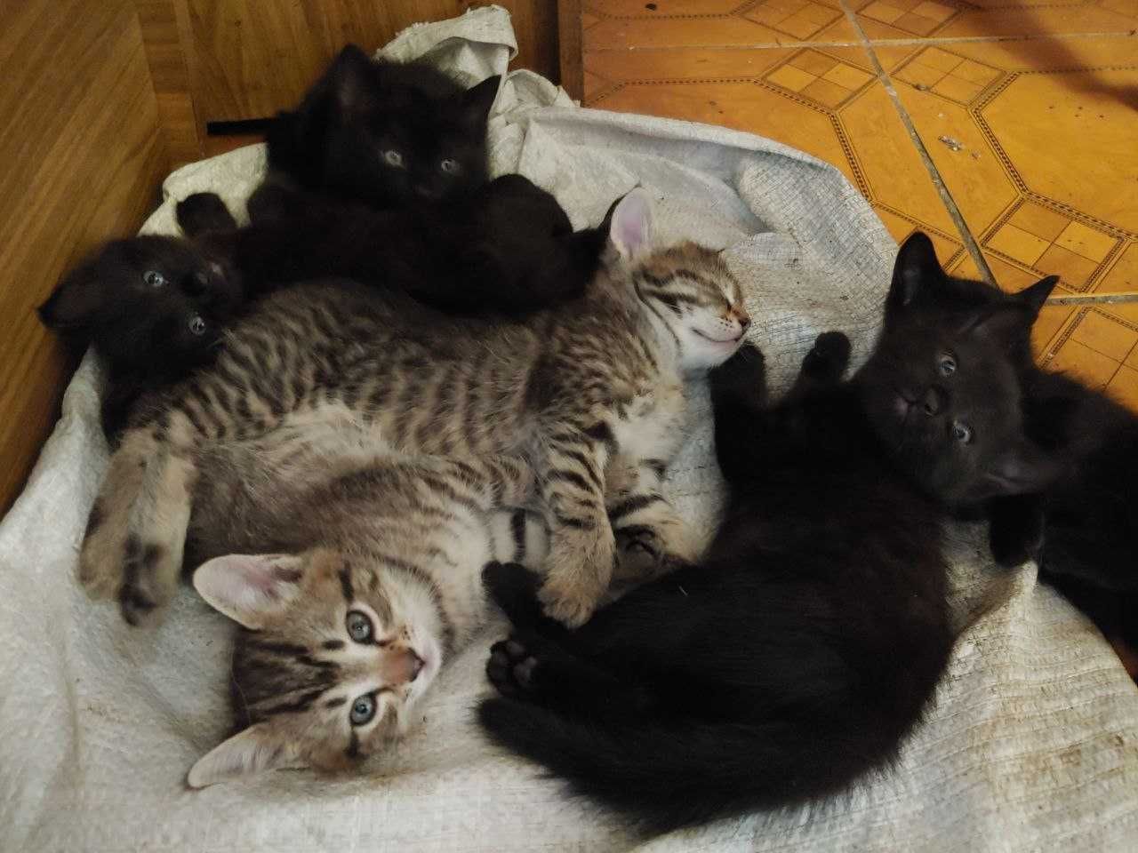 Котиків у добрі руки ! Лозова !
