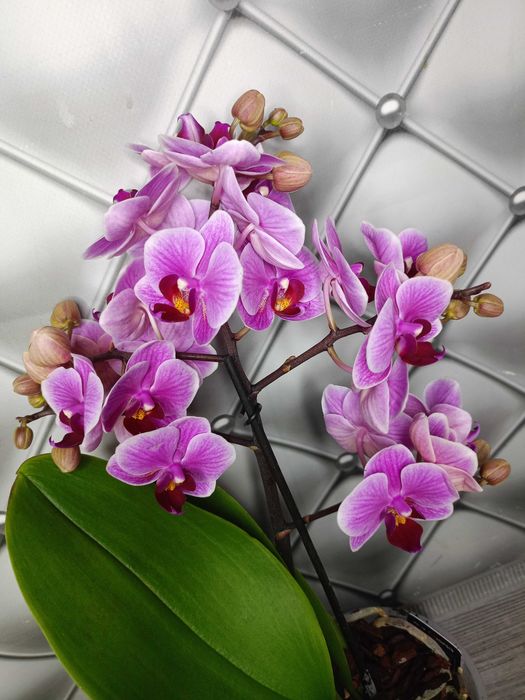 Яскрава мультифлора орхідея