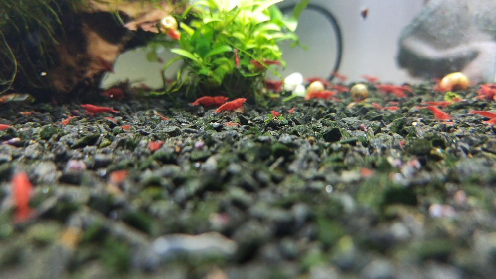 Neocaridina red fire painted