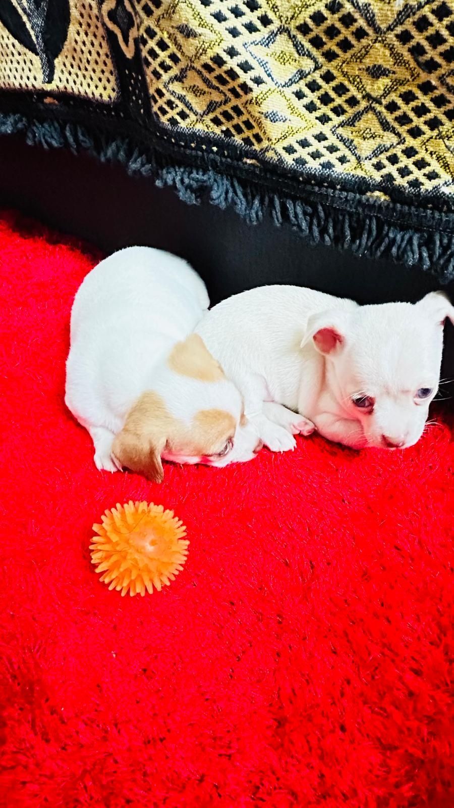 Chihuahua macho mini