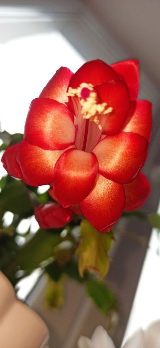 Шлюмбергера Червона