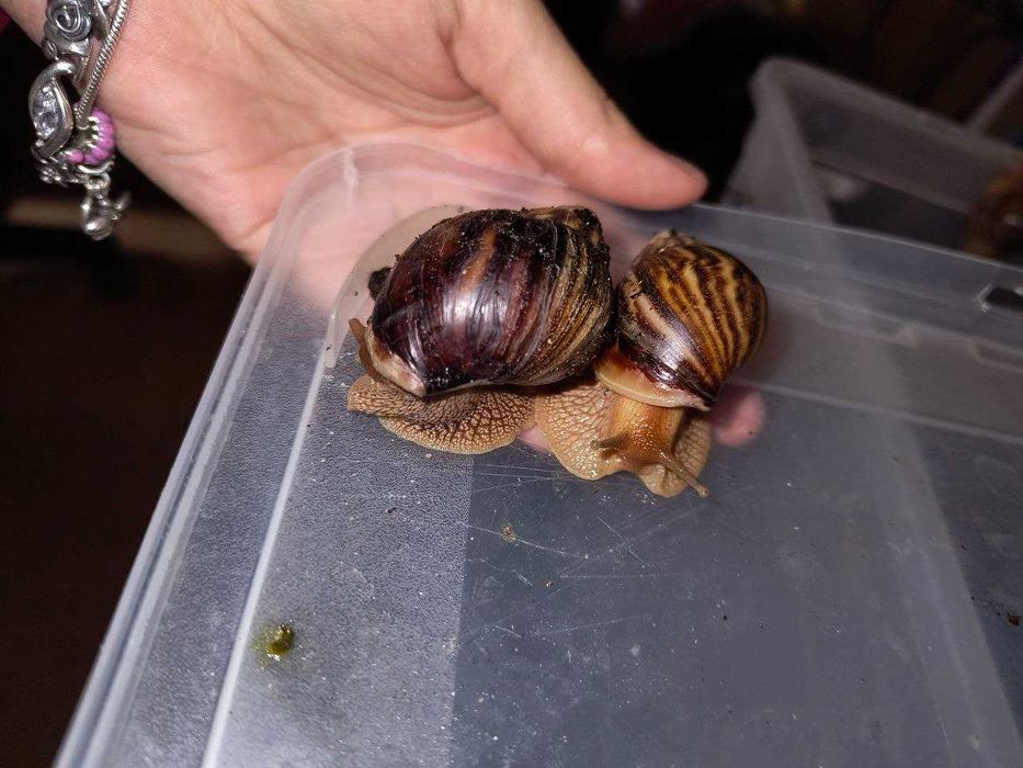 Ślimaki Ahatina, slimaki afrykański