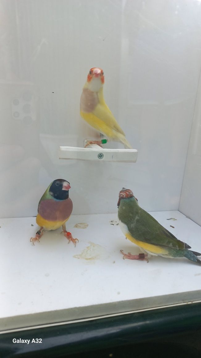Diamantes Gould 2025