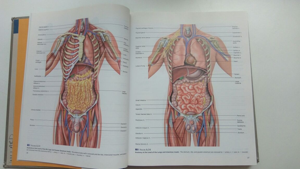Human anatomy by Saladin Анатомия человека
