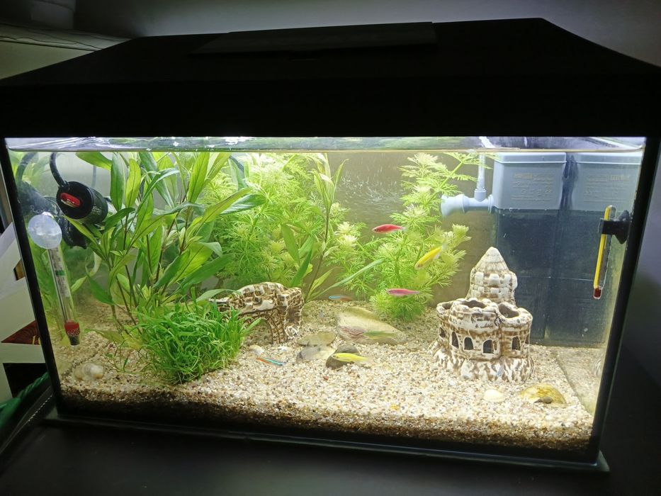 Akwarium z wyposażeniem