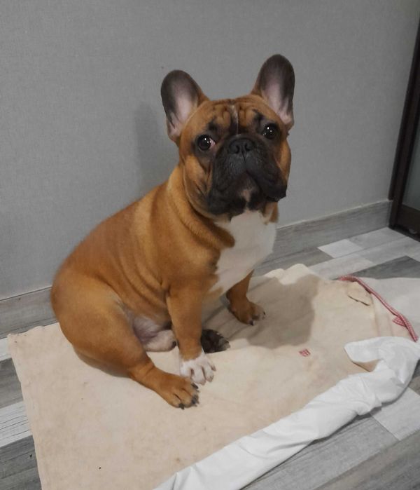 Французский бульдог, вязка. Француз-хлопчик шукає дівчинку для в’язки