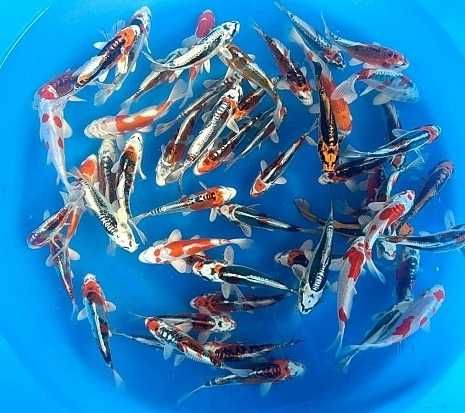 Rybki do oczka Japonskie Karpie koi import