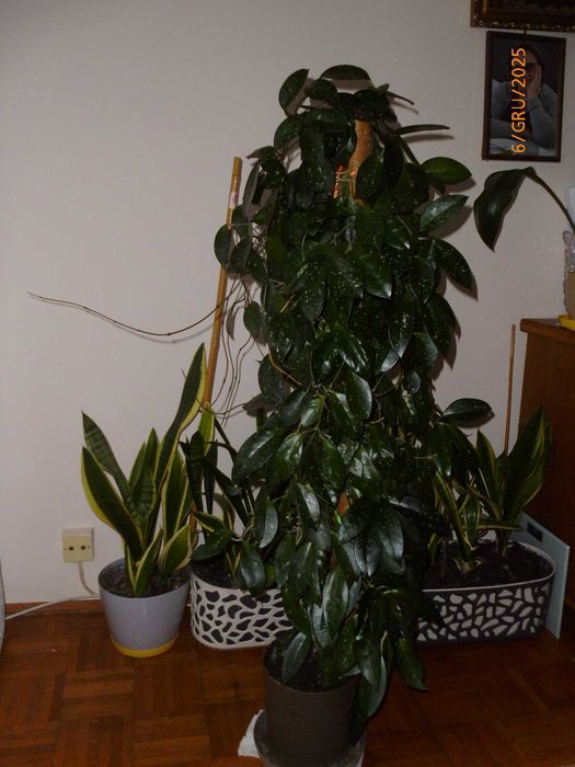 Duży kwiat Hoya 105cm