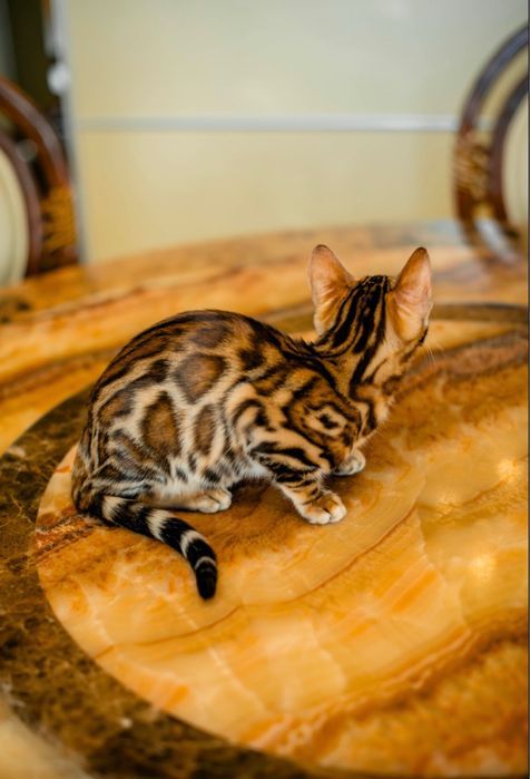 Бенгальське кошеня дівчинка