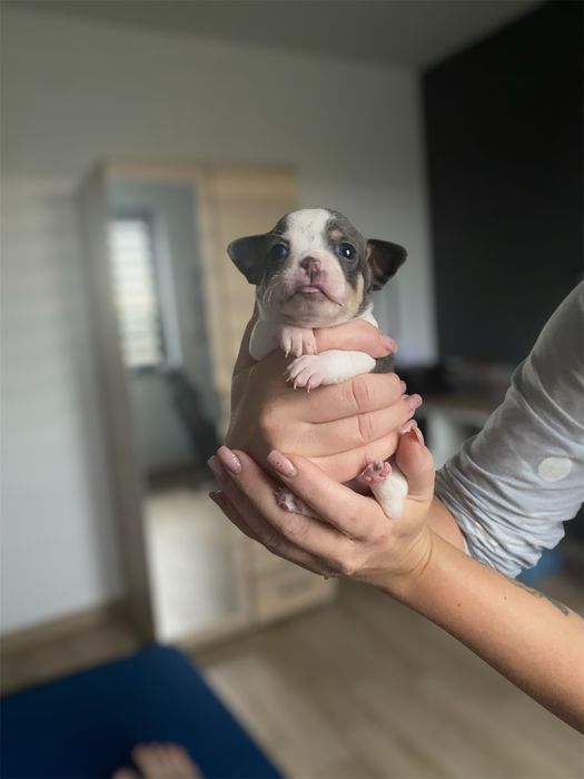 Cudny Łaciaty Niebieski Chihuahua *Miniaturka*