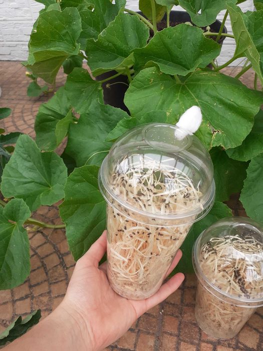 Muszki nieloty Drosophila hydei