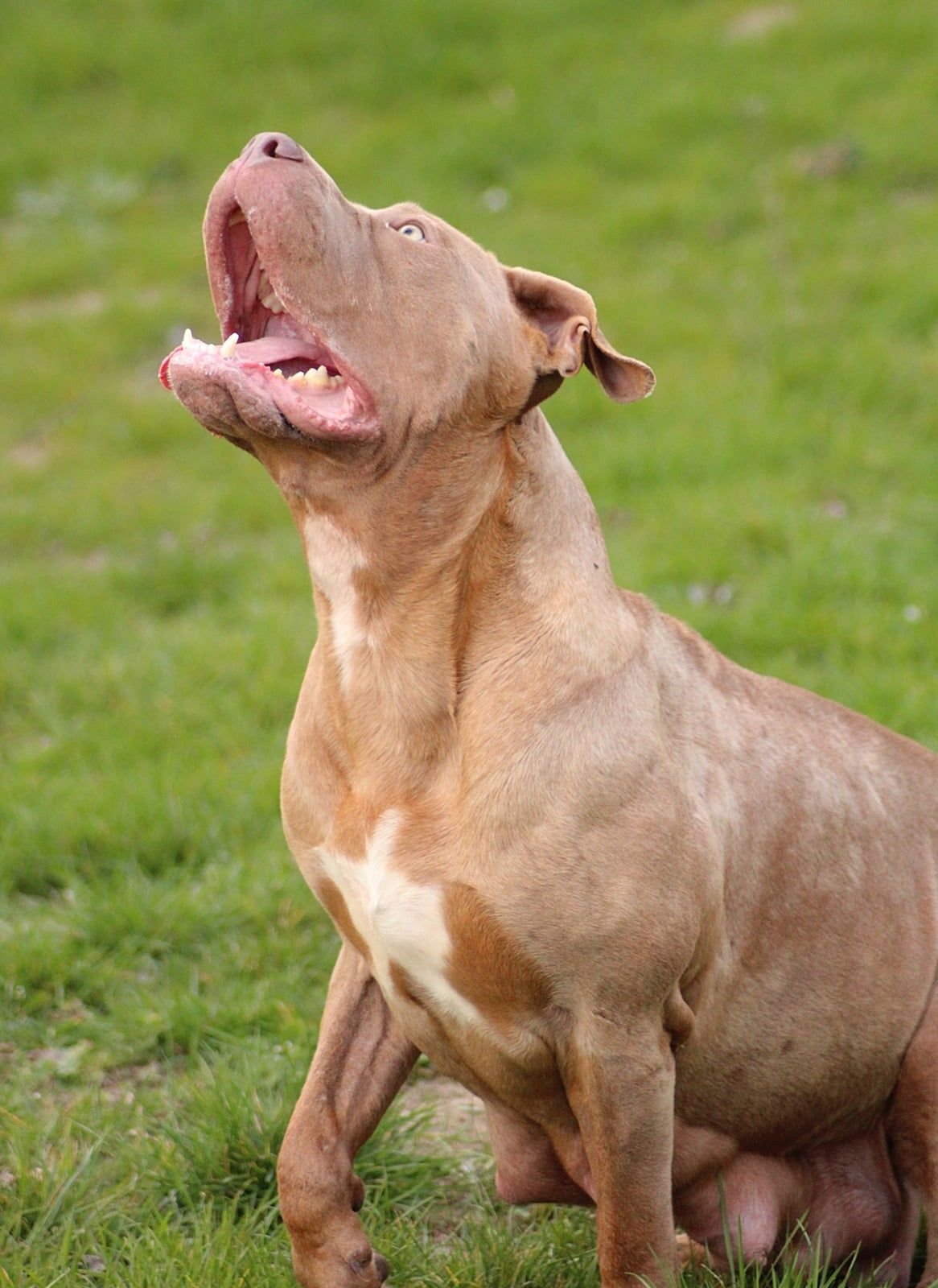 American bully Xl