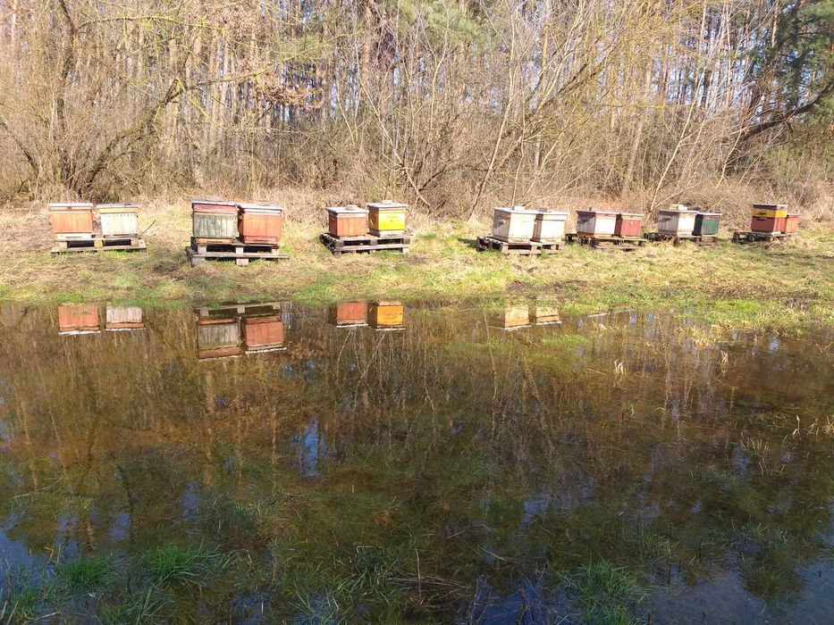 korpus ula wielkopolskiego 10 ramkowego