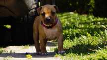Sunia Amstaff FCI,  płowa Euforia zkwp FCI,  do rezerwacji