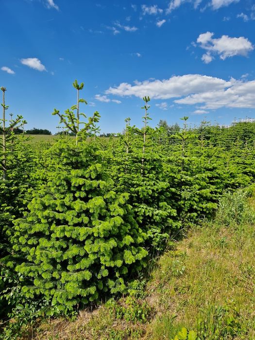 Choinki, hurt i detal, jodła kaukaska z własnej plantacji