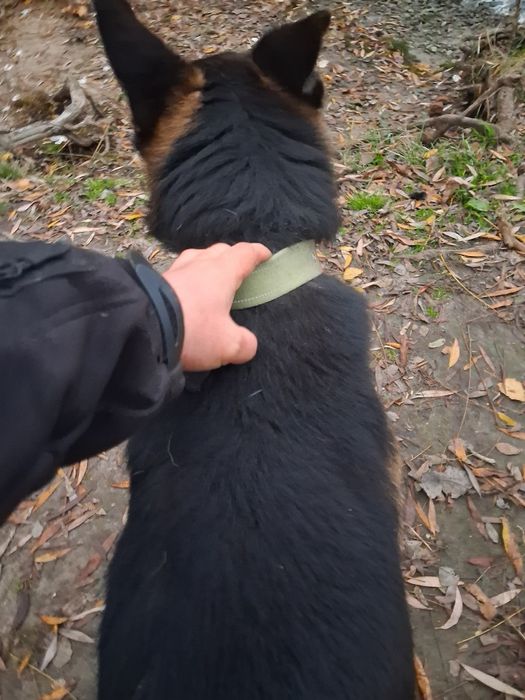 Отдам немецкую  авчарку кобель .