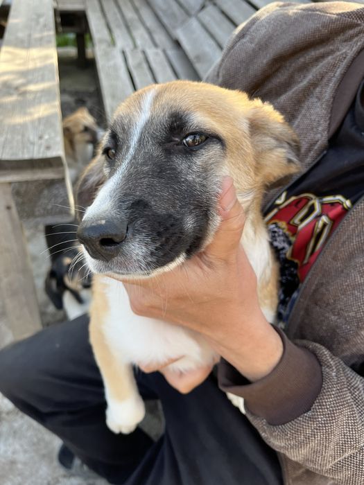 Отдадим щенков в хорошие руки