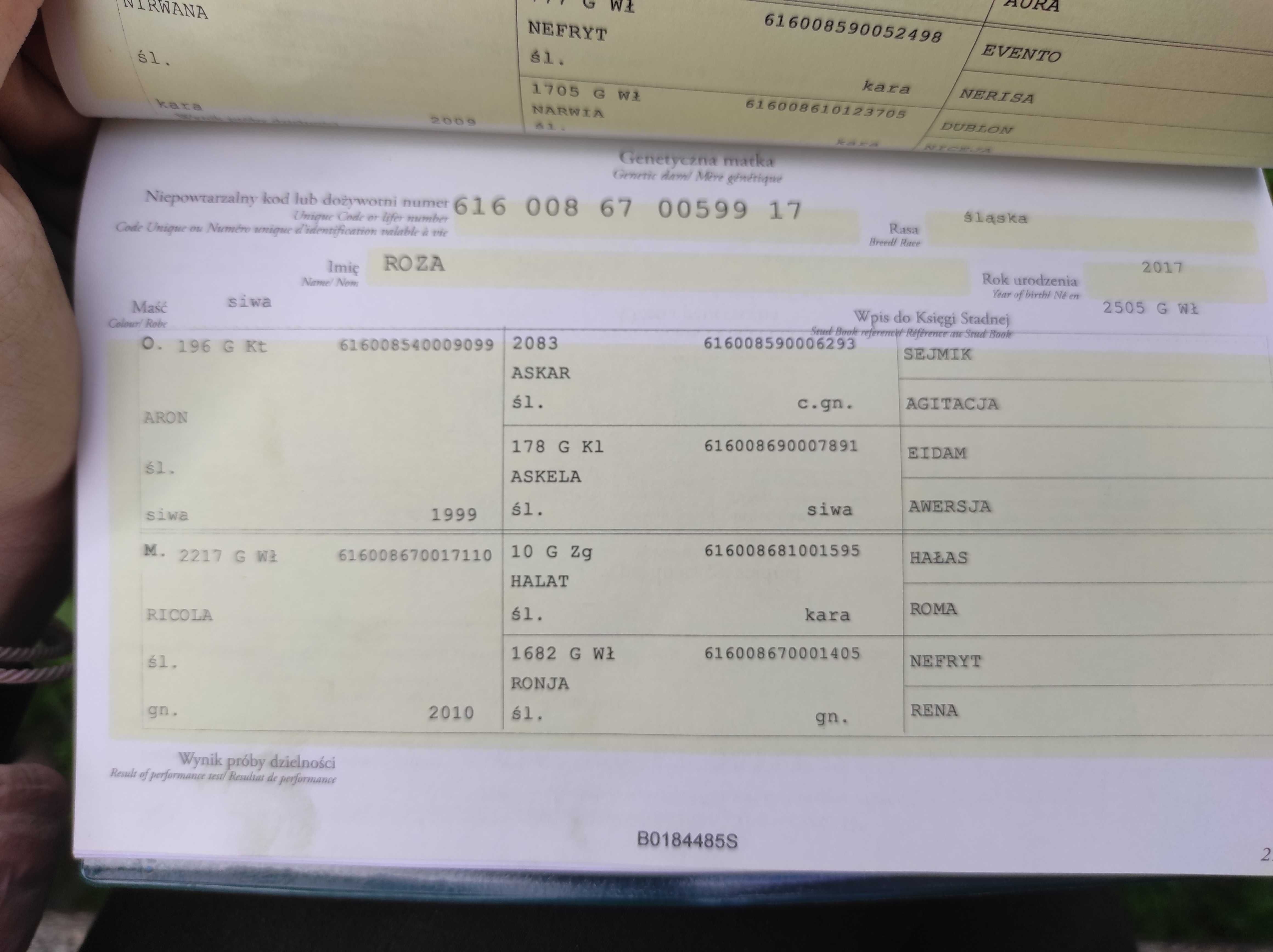 Sprzedam klacz śląską