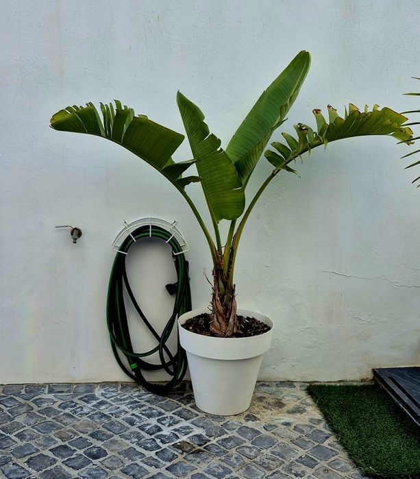 Estrelicia Augusta / Gigante / Flor Branca