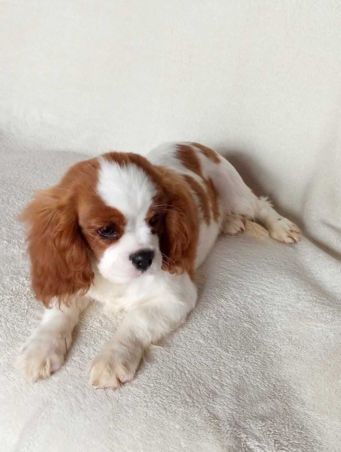 Cavalier King Charles Spaniel Piesek ZKwP