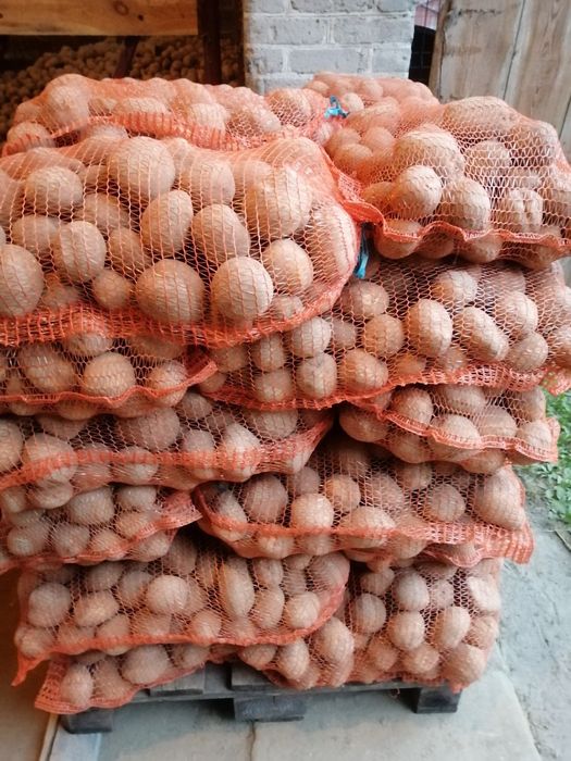 Ziemniaki jadalne Vineta, Jurek, sadzeniaki