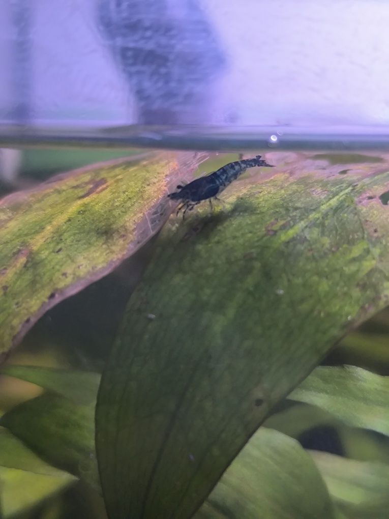 Neocaridina Blue Dream — Camarões Lindíssimos e Saudáveis!