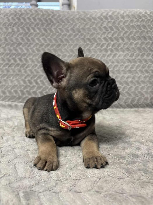 Szczeniak Buldog Francuski
