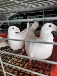 Sprzedam gołębie białe Rzeszowskie