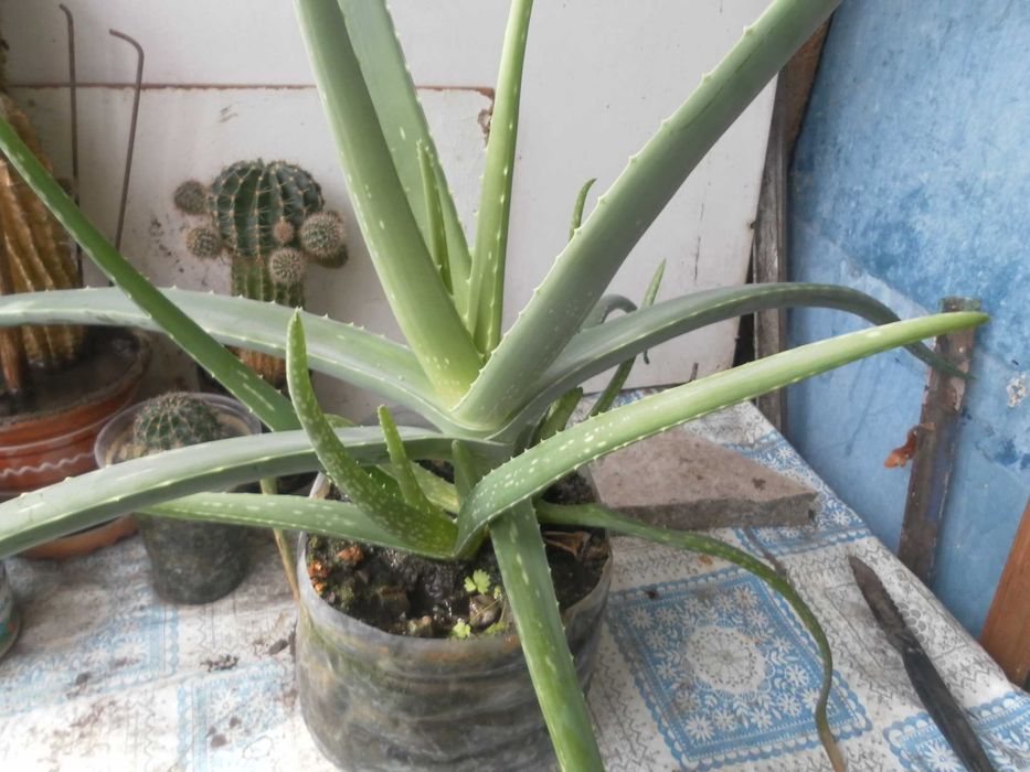 Финиковая пальма, кактусы, алое