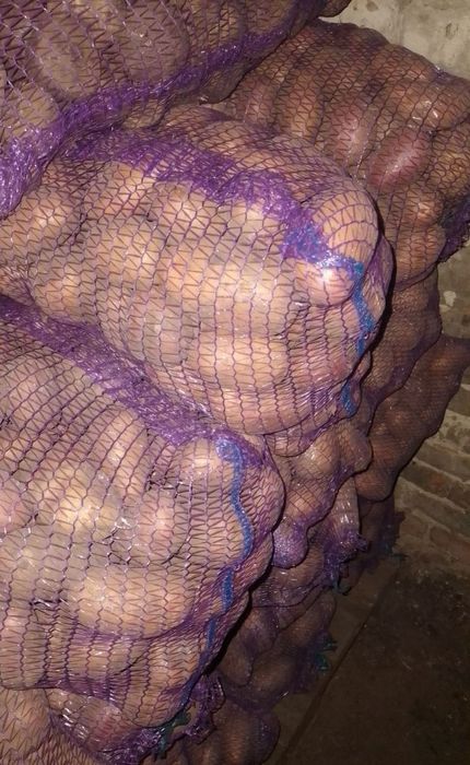 Пронам крупну картоплю, буряк червоний.