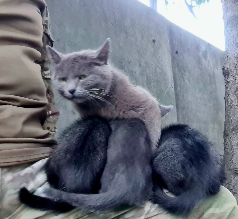 Віддамо в добрі руки кошенят (хлопчики)