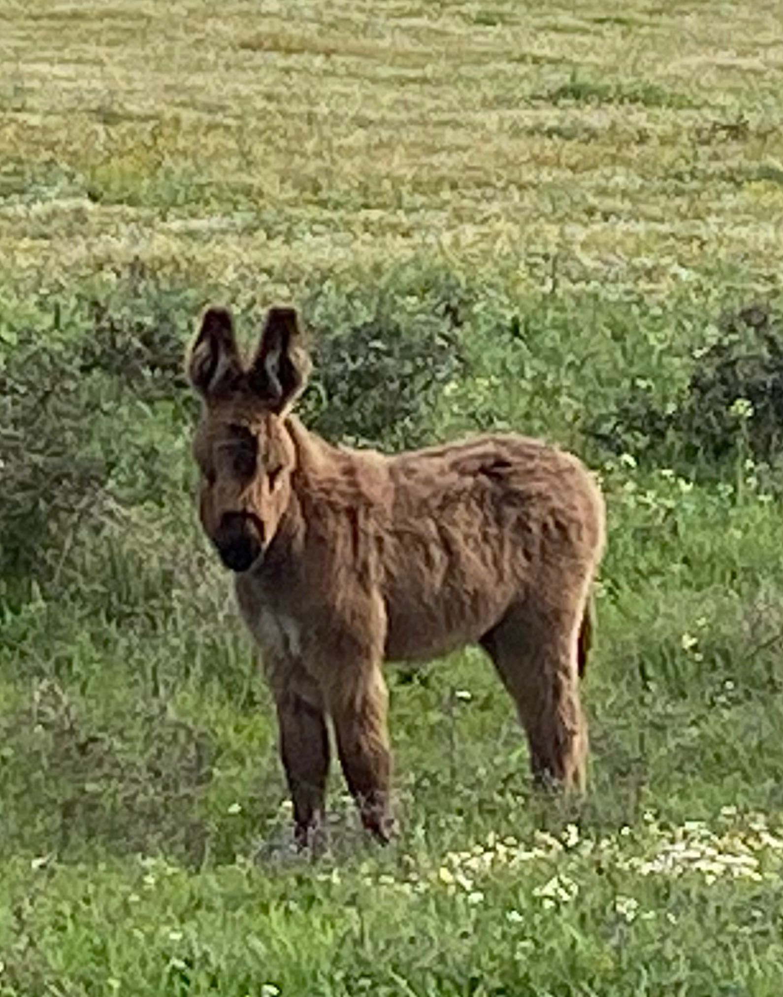 Burros e burras castanhos brancos e cinzas