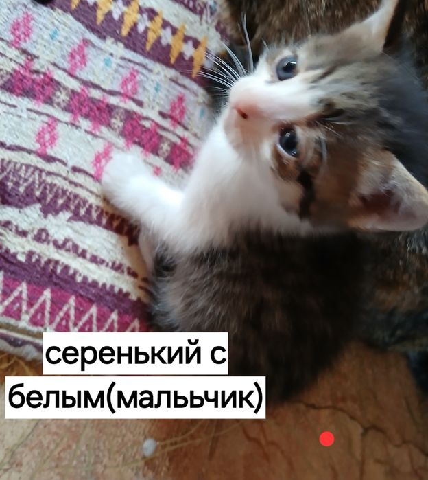 Отдам   котят от веслоухой мамы кошки