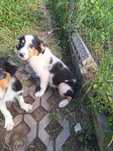 Border collie suczka tricolor blue merle Różyczka różnooka