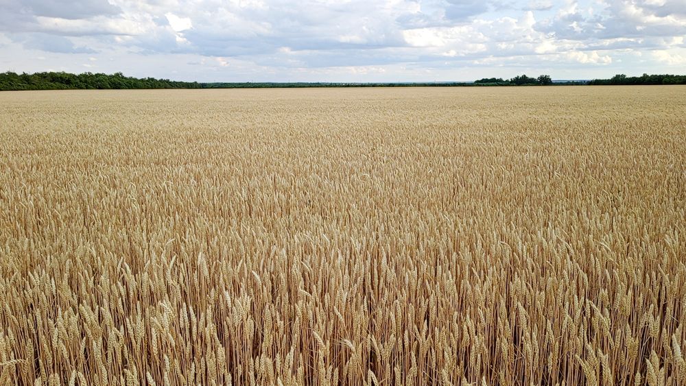 Продам Пшеницю зерно