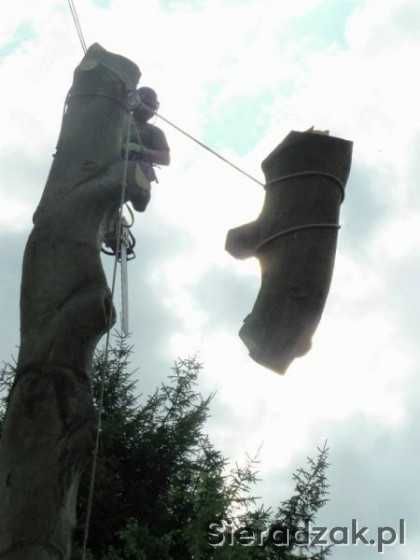 Wycinka drzewi pielęgnacje,prace alpinistyczne.